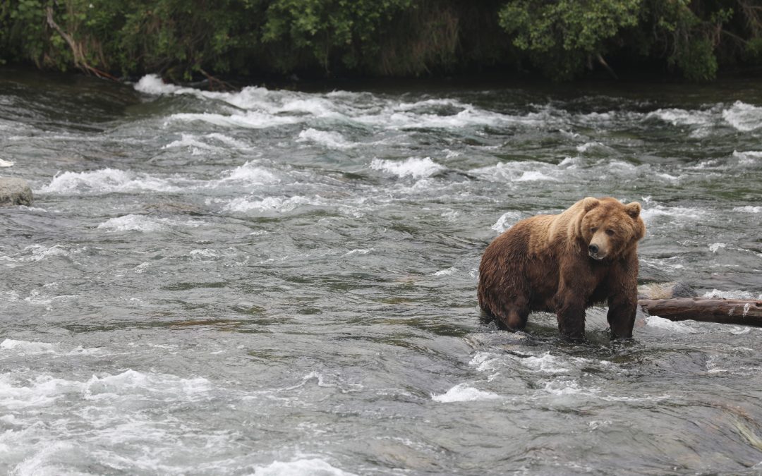 Realizations from a River in Alaska