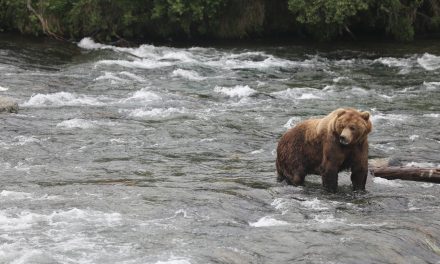Realizations from a River in Alaska