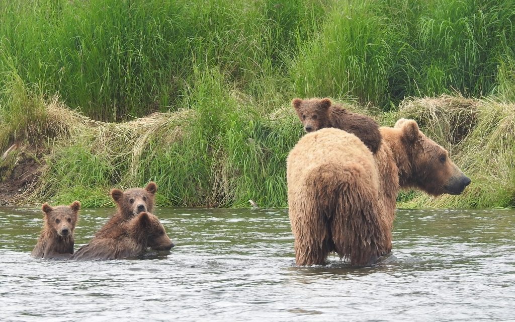 Traveler Story: Finding a Personal Connection With the Brown Bears of Brooks Falls