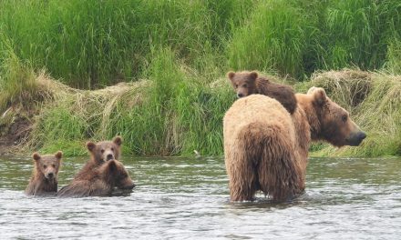 Traveler Story: Finding a Personal Connection With the Brown Bears of Brooks Falls