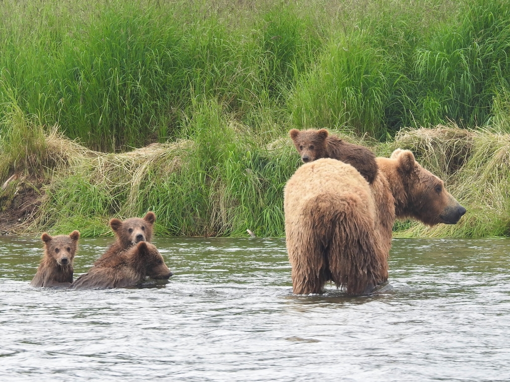 Brown bear with cubs in Alaska