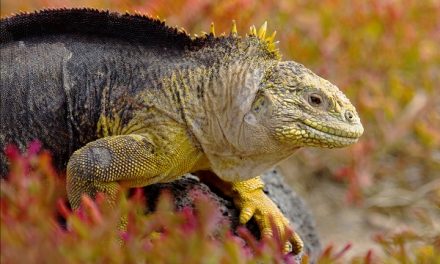 Great News for the Galapagos: Land Iguana Brought Back from Extinction on Santiago