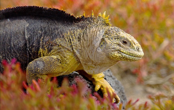 Land iguana in the Galapagos.