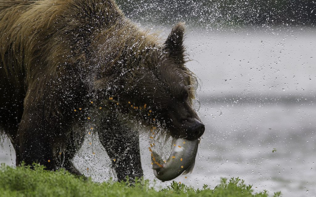 When Is the Best Time to Go to Alaska to See Grizzly Bears?