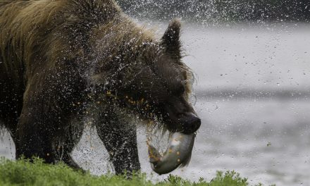 When Is the Best Time to Go to Alaska to See Grizzly Bears?