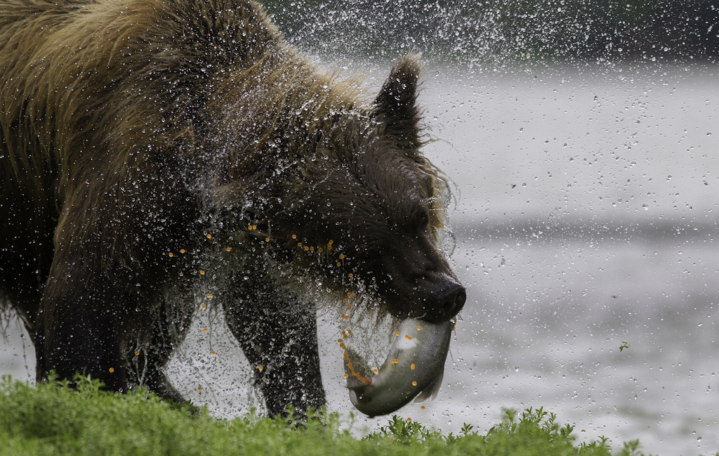 Brown bear catching a salmon in Alaska.