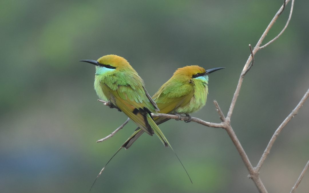 Wildlife Photo of the Week: Cross Connection