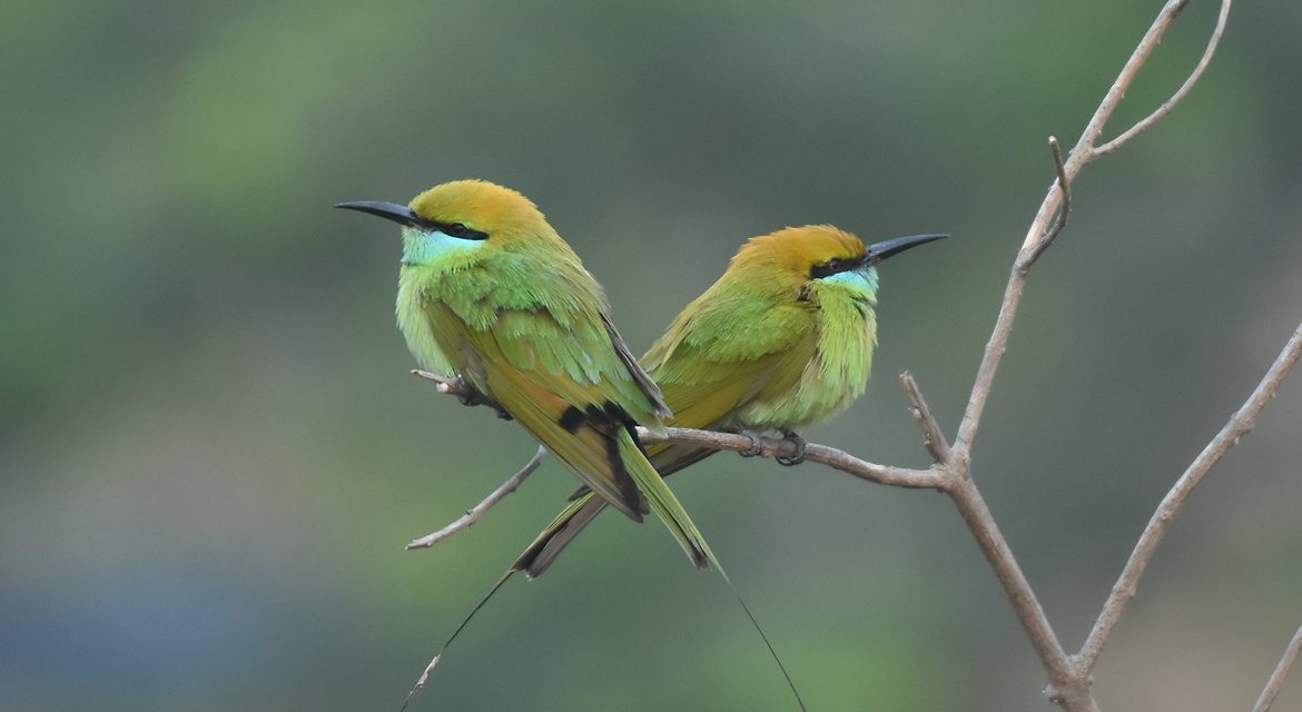 Wildlife Photo of the Week: Cross Connection