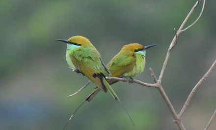 Wildlife Photo of the Week: Cross Connection