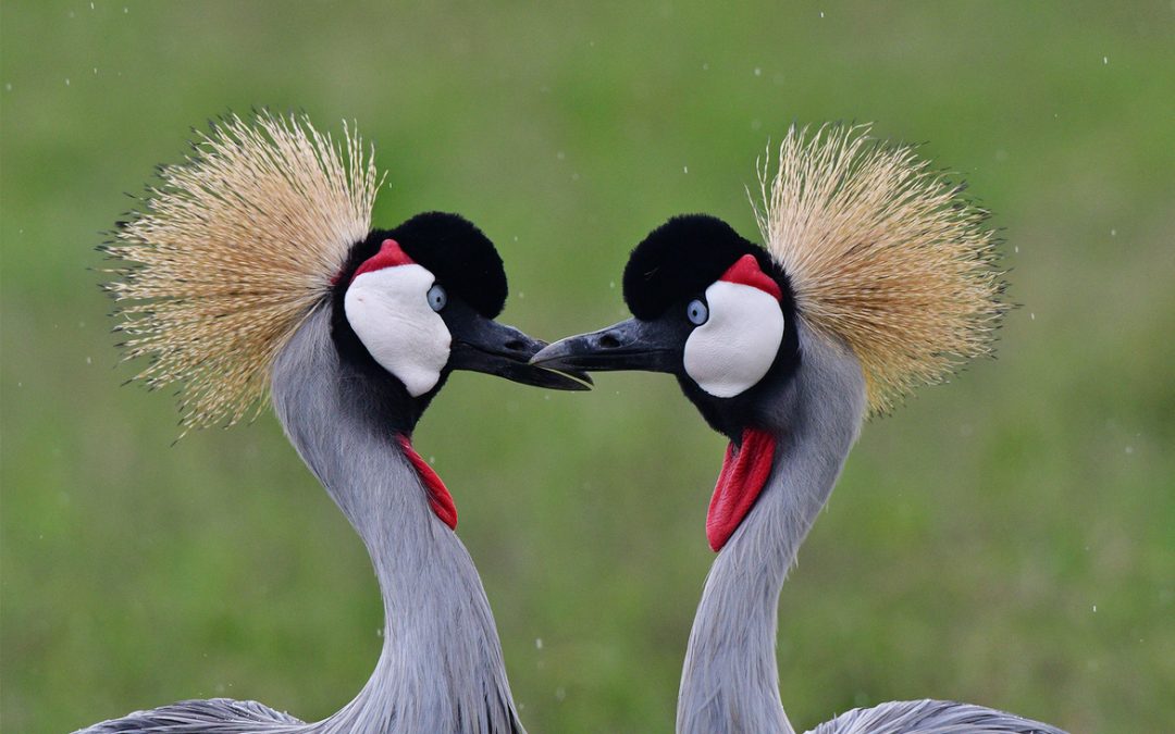 Wildlife Photo of the Week: Love Is in the Air