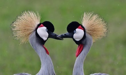 Wildlife Photo of the Week: Love Is in the Air