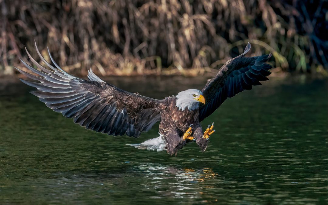 Wildlife Photo of the Week: Perfect Fishing