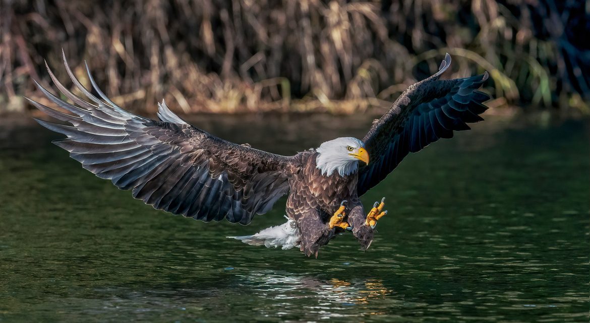 Wildlife Photo of the Week: Perfect Fishing