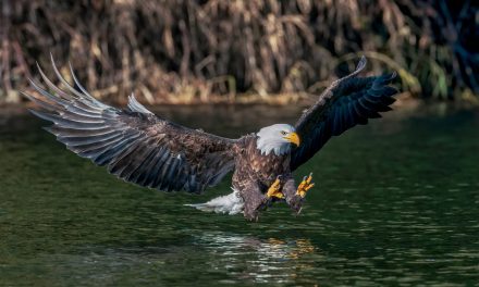 Wildlife Photo of the Week: Perfect Fishing