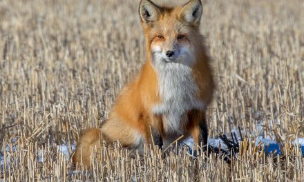 Wildlife Photo of the Week:  Red Fox on the Prairie