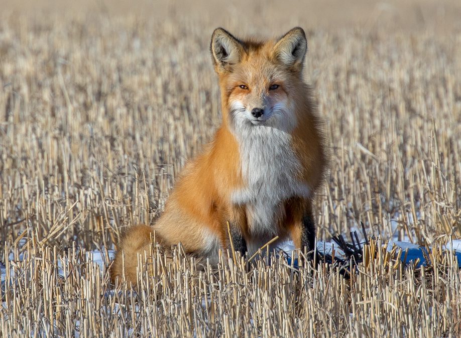 Wildlife Photo of the Week:  Red Fox on the Prairie