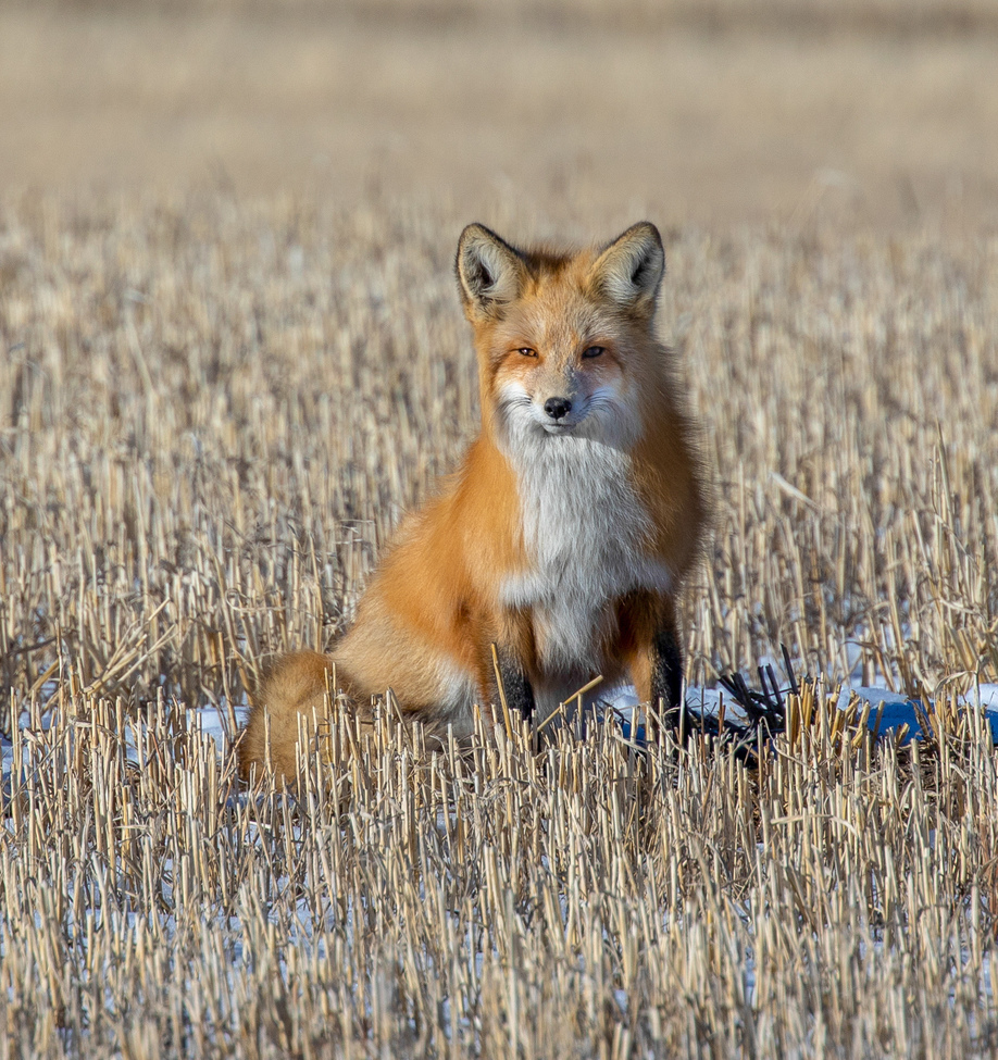 Red-fox-on-prairie