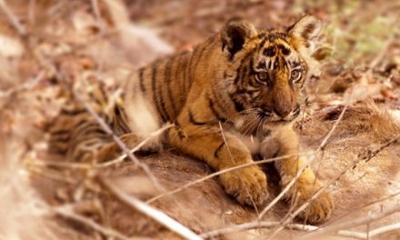 13 Fascinating Facts About Tigers