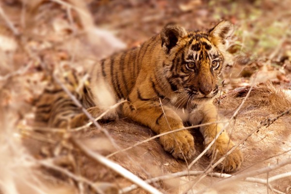 13 Fascinating Facts About Tigers