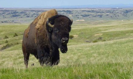 Grasslands: A Lot More Than Just Flyover Country