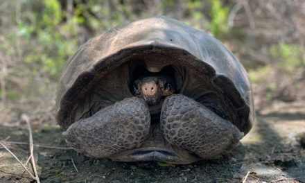 Fernandina Giant Tortoise Found After  113 Years of ‘Extinction’