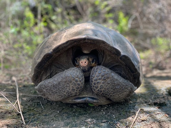 Fernandina Tortoise