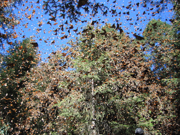 Butterflies flying
