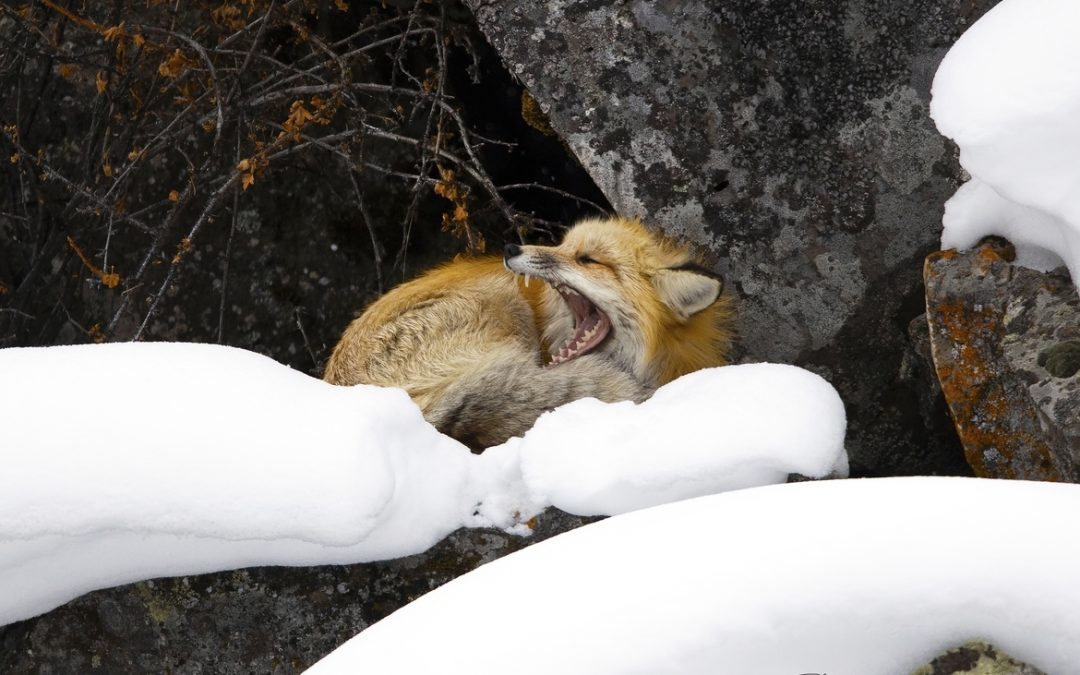 Wildlife Photo of the Week: Afternoon Yawn