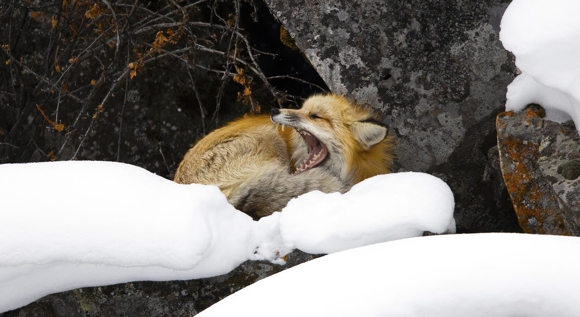 Wildlife Photo of the Week: Afternoon Yawn