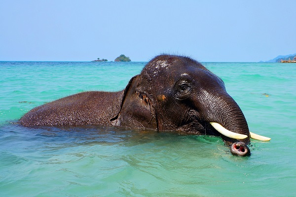 Elephant swimming.