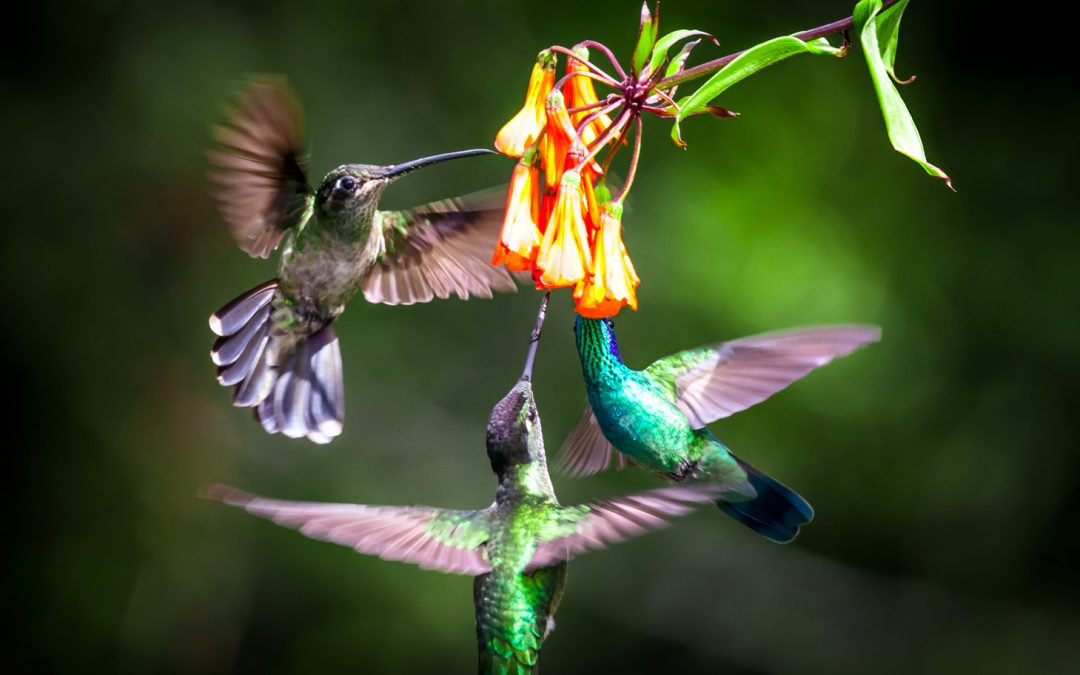 Video: Identifying Birds by Color Patterns