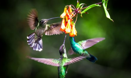 Video: Identifying Birds by Color Patterns