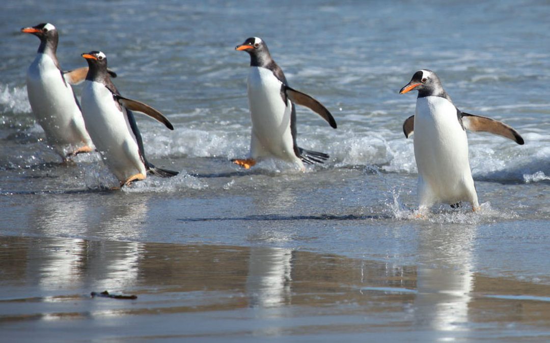 Videos: The Natural Worlds of Antarctica and the Falklands