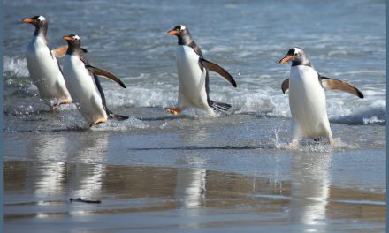 Videos: The Natural Worlds of Antarctica and the Falklands