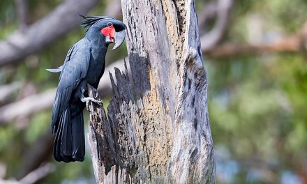 Cockatoos That Drum for the Love of Music