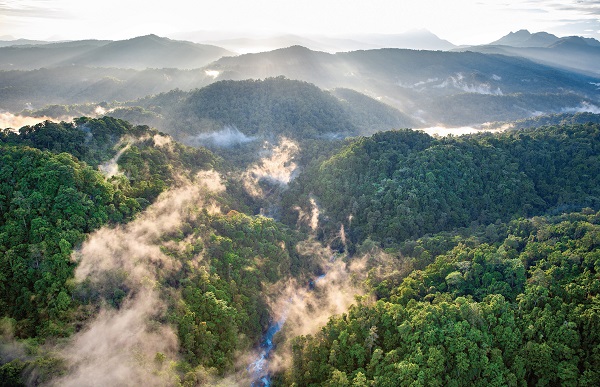 RAIN MAKING A great expanse of rainforest on the island of New Britain, off Papua New Guinea. The clouds of mist evaporating from the trees maintain the forest’s humidity, leading to daily downpours that nurture moisture-loving plants and animals as well as the trees themselves in a continuous cycle.