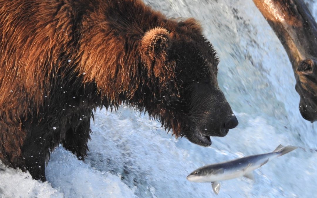 Wildlife Photo of the Week: Did He or Didn’t He?