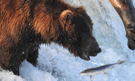 Wildlife Photo of the Week: Did He or Didn’t He?