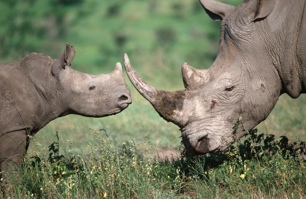Southern white rhinoceros (Ceratotherium simum simum)