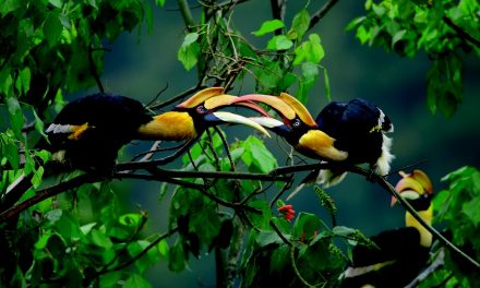 Conservation Inspiration from Our Planet: 7 Ways You Can Help