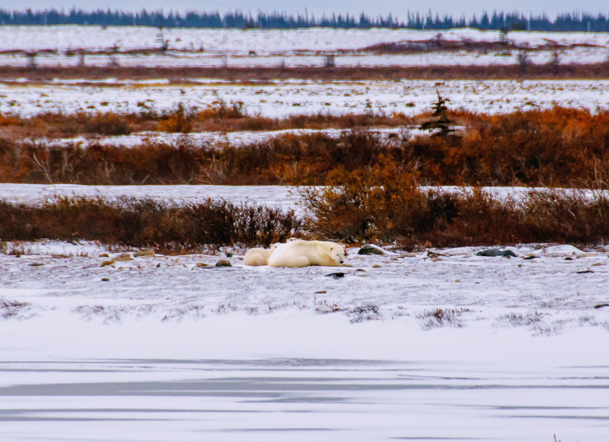 Lumps of butter yellow in the snow—polar bear cubs!