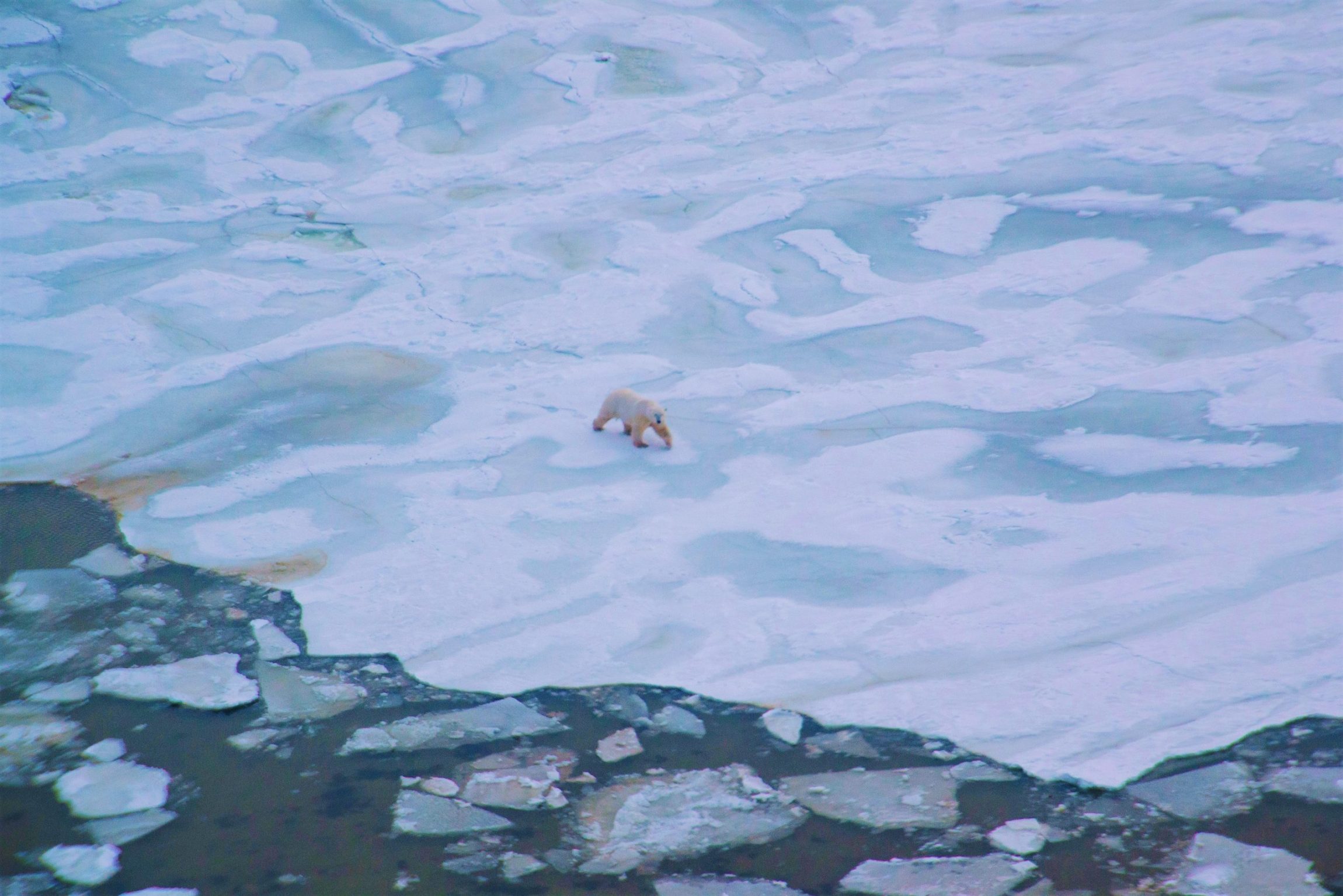 Polar bear on ice