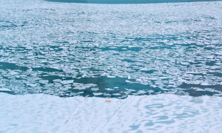 White Bears from the Air: A Churchill Photo Diary