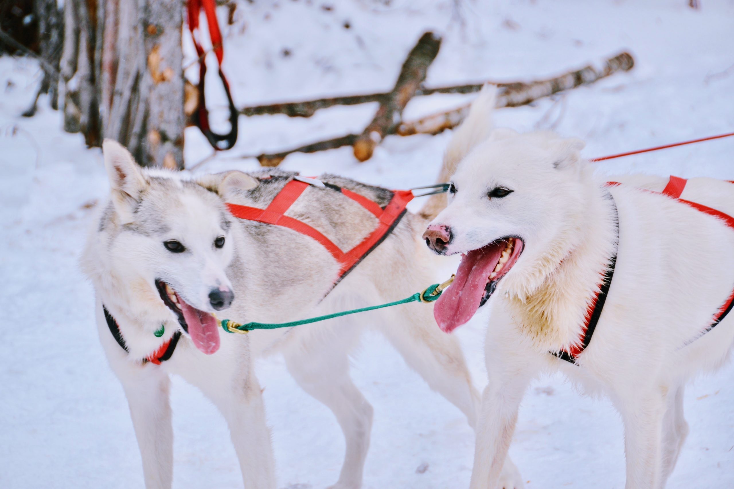 Sled dogs in Churchill, Manitoba. 