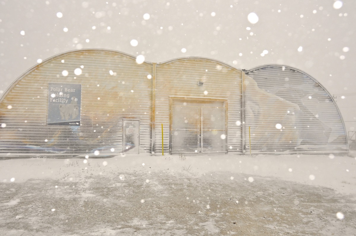 polar bear mural in Churchill