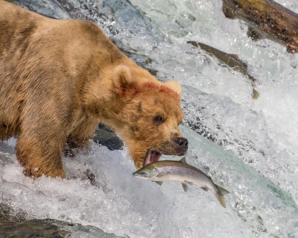Traveler Story: Trains, Floatplanes and Hungry Bears on an Ultimate Alaska Wildlife Safari
