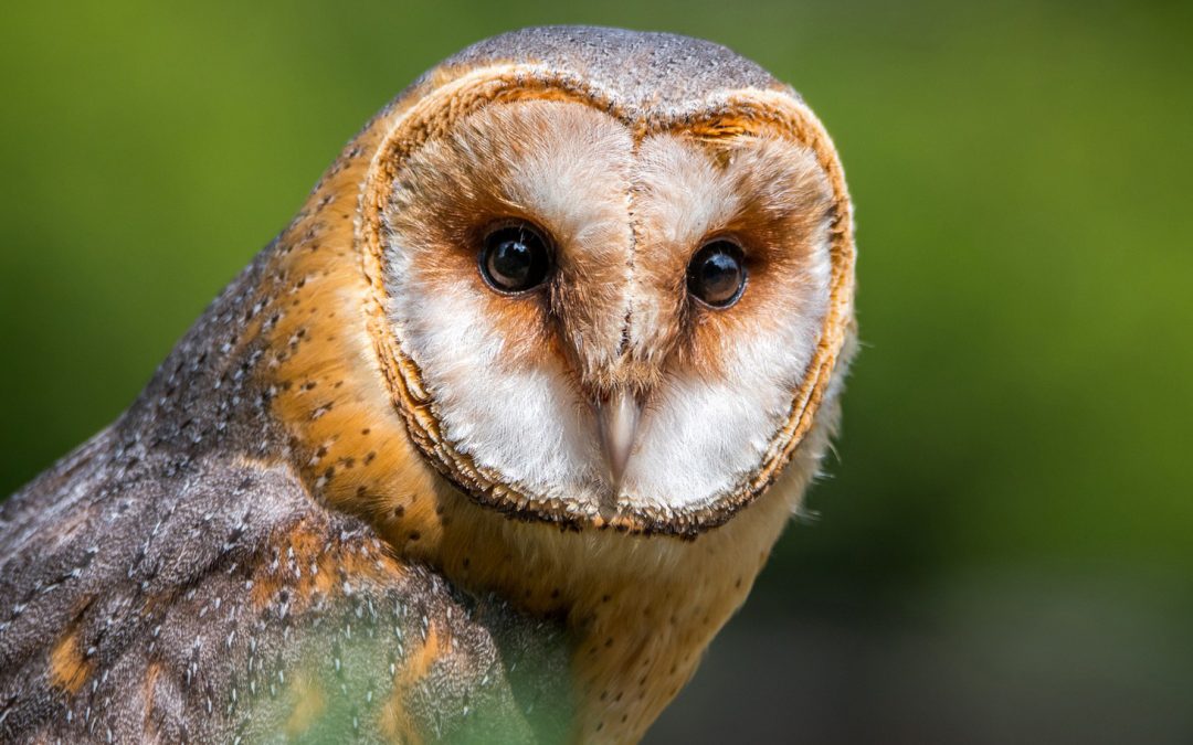 Video: Owls Have Heads Designed for Hearing