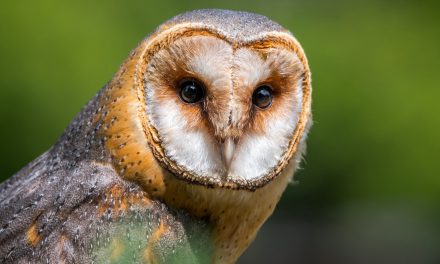 Video: Owls Have Heads Designed for Hearing