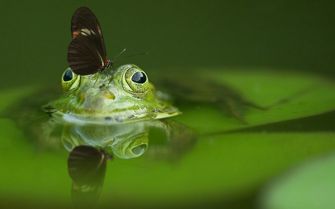 Earth Day 2019: Share Your Favorite, Coolest Nature Video