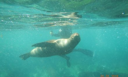 Fun with Mammals in the Galapagos